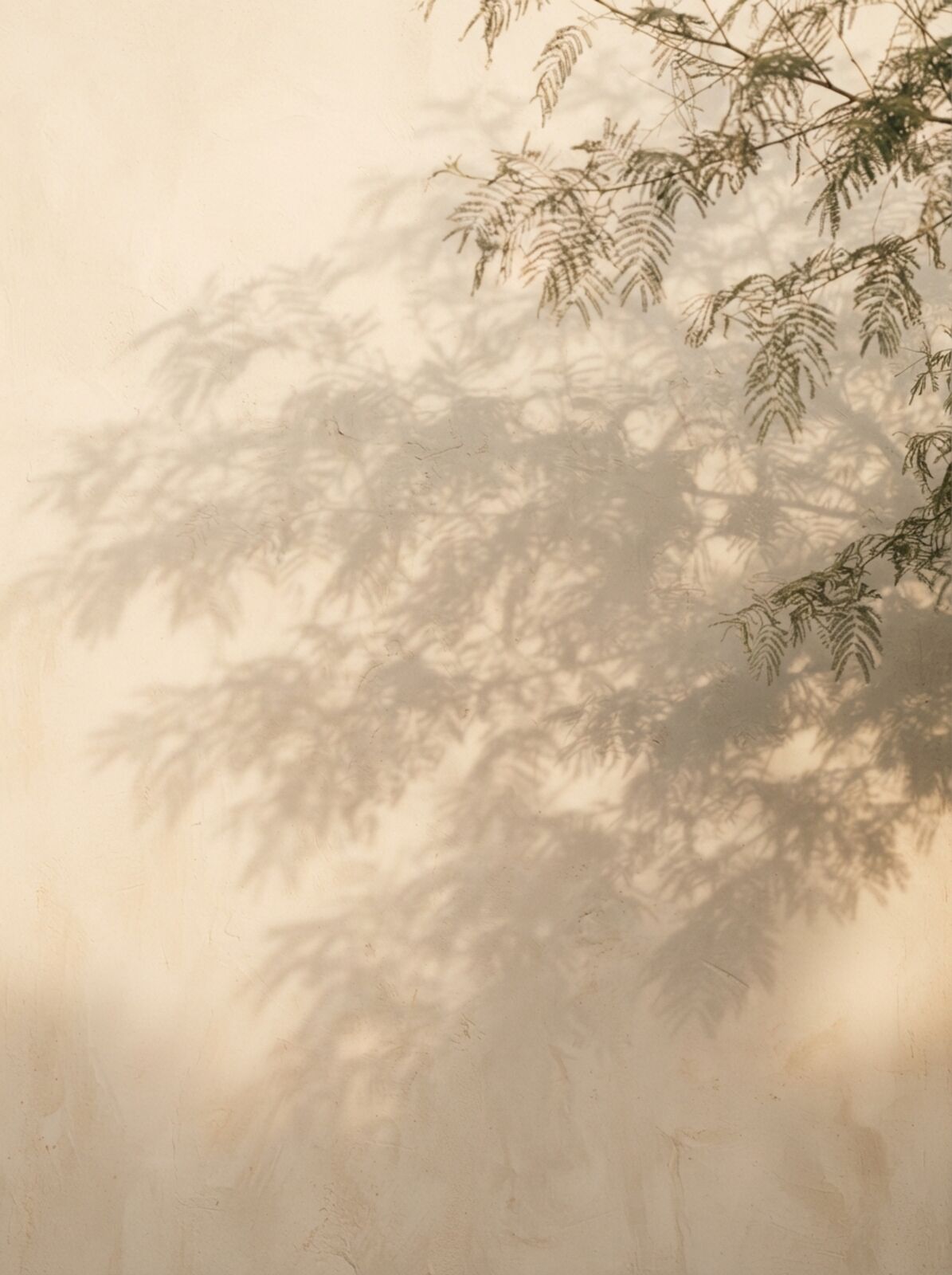 Shadow of acacia leaves on a plaster wall